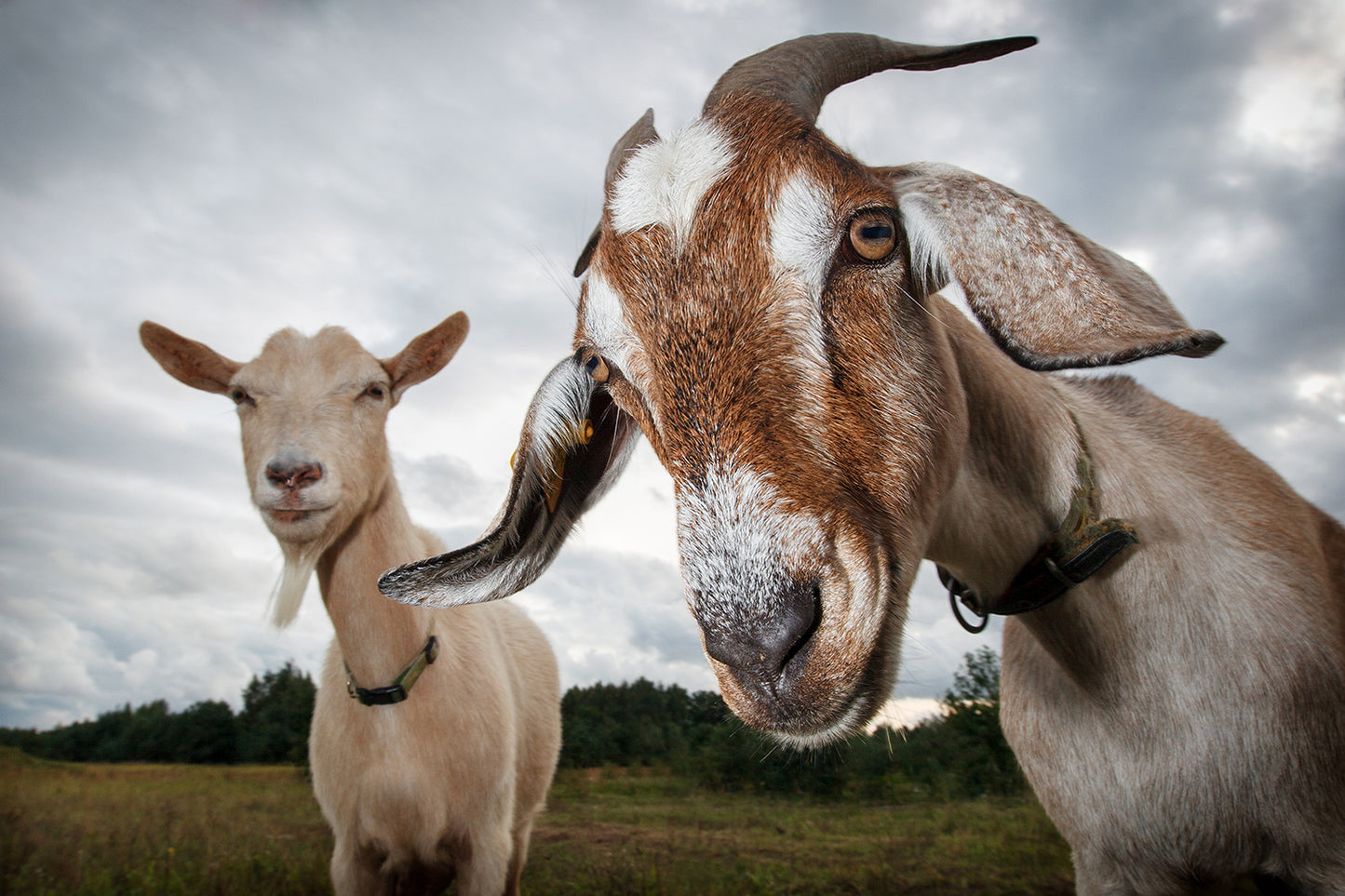Superfood Colostrum Goat
