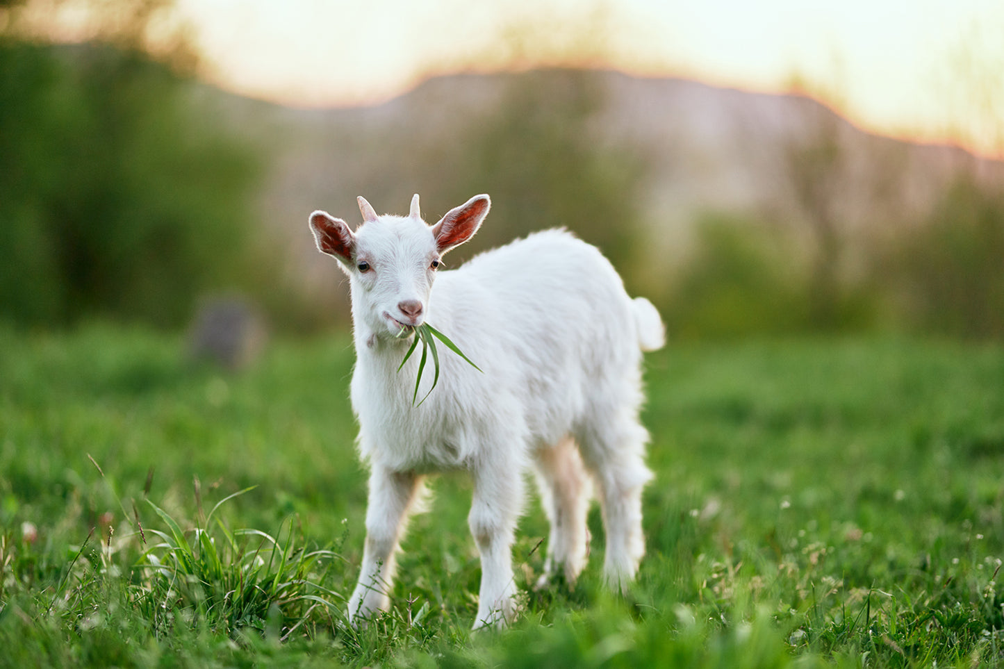 Superfood Colostrum Goat